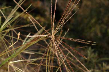 APII jpeg image of Enteropogon acicularis  © contact APII