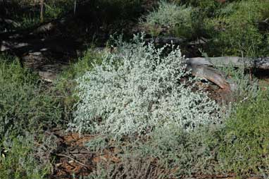 APII jpeg image of Chenopodium curvispicatum  © contact APII