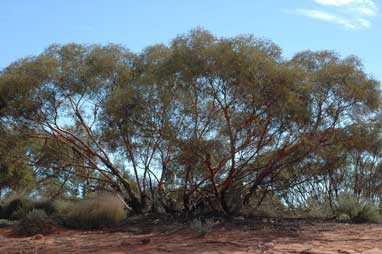 APII jpeg image of Eucalyptus oleosa subsp. oleosa  © contact APII