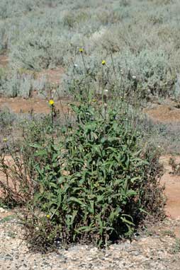 APII jpeg image of Sonchus oleraceus  © contact APII