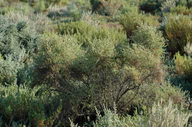 APII jpeg image of Maireana brevifolia  © contact APII