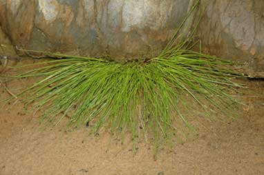 APII jpeg image of Isolepis cernua  © contact APII