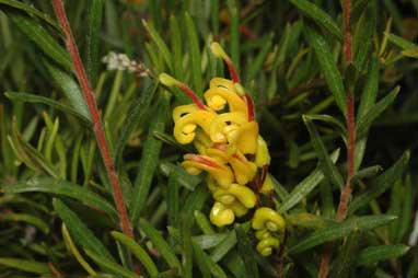 APII jpeg image of Grevillea 'Gold Rush'  © contact APII