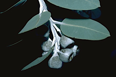 APII jpeg image of Eucalyptus pleurocarpa  © contact APII