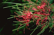 Hakea purpurea - click for larger image