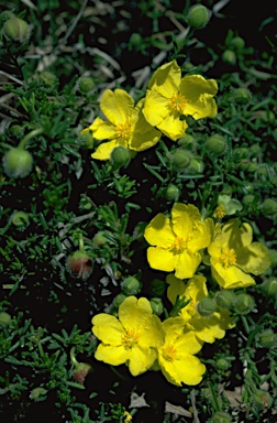 APII jpeg image of Hibbertia pedunculata  © contact APII