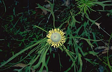 APII jpeg image of Isopogon petiolaris  © contact APII