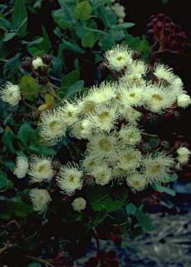 APII jpeg image of Angophora hispida  © contact APII