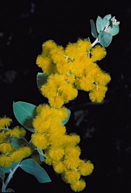 APII jpeg image of Acacia podalyriifolia  © contact APII