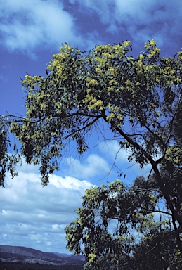 APII jpeg image of Acacia pycnantha  © contact APII