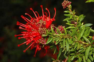 APII jpeg image of Grevillea 'New Blood'  © contact APII