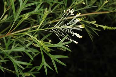 APII jpeg image of Grevillea 'White Wings'  © contact APII