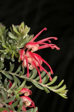 APII jpeg image of Grevillea 'Winter Delight'  © contact APII