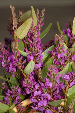 APII jpeg image of Hardenbergia violacea 'Purple Spray'  © contact APII