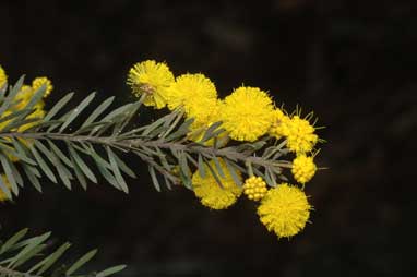 APII jpeg image of Acacia conferta  © contact APII