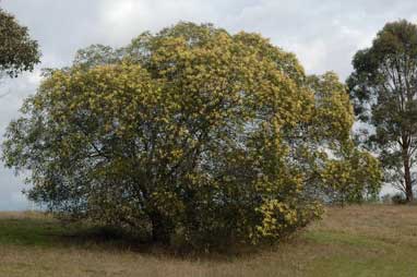 APII jpeg image of Acacia leiocalyx  © contact APII