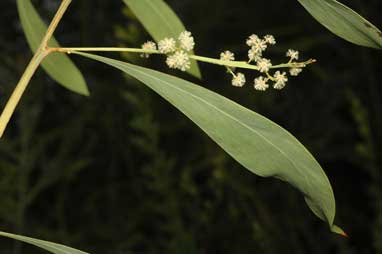 APII jpeg image of Acacia falcata  © contact APII