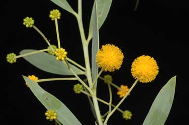 APII jpeg image of Acacia bivenosa  © contact APII