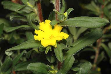 APII jpeg image of Hibbertia linearis  © contact APII