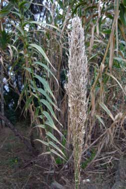 APII jpeg image of Arundo donax  © contact APII