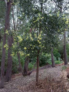 APII jpeg image of Acacia diphylla  © contact APII