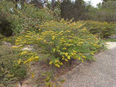 APII jpeg image of Homoranthus flavescens  © contact APII