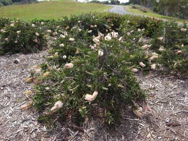 APII jpeg image of Callistemon 'Angela'  © contact APII