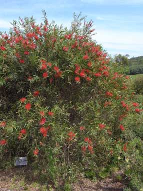 APII jpeg image of Callistemon 'Kings Park Special'  © contact APII