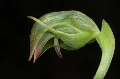 APII jpeg image of Pterostylis nutans  © contact APII