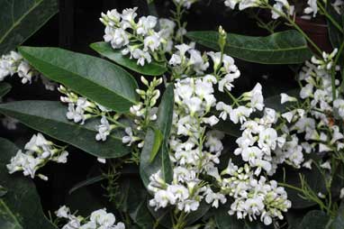 APII jpeg image of Hardenbergia 'Snow White'  © contact APII