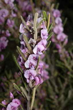 APII jpeg image of Hovea rosmarinifolia  © contact APII