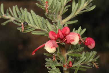 APII jpeg image of Grevillea lanigera  © contact APII