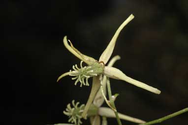 APII jpeg image of Clematis microphylla  © contact APII