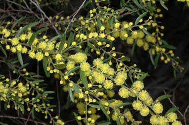 APII jpeg image of Acacia stricta  © contact APII