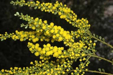 APII jpeg image of Acacia acinacea  © contact APII