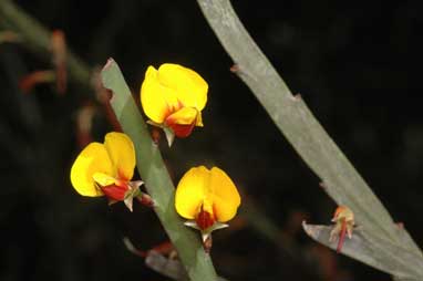 APII jpeg image of Bossiaea grayi  © contact APII