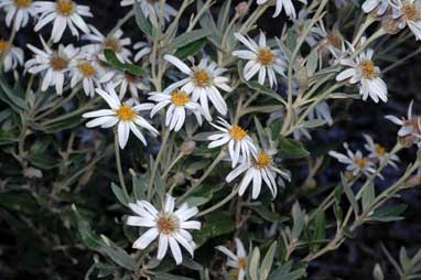 APII jpeg image of Olearia pannosa subsp. pannosa  © contact APII