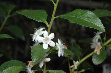 APII jpeg image of Myoporum petiolatum  © contact APII