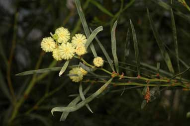 APII jpeg image of Acacia heteroclita  © contact APII