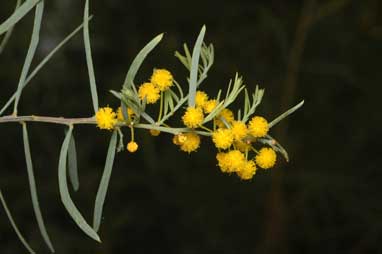 APII jpeg image of Acacia prainii  © contact APII