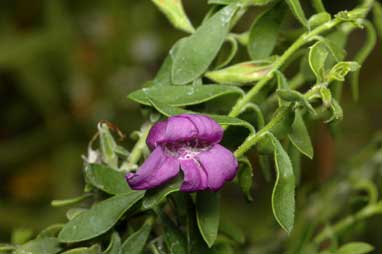 APII jpeg image of Eremophila 'Nullarbor Nymph'  © contact APII