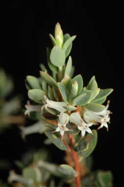 APII jpeg image of Leucopogon virgatus var. brevifolius  © contact APII