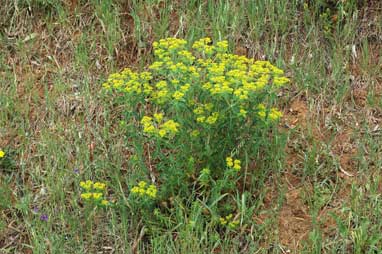 APII jpeg image of Euphorbia oblongata  © contact APII