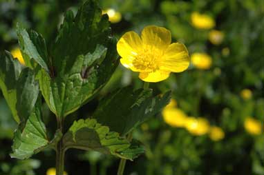 APII jpeg image of Ranunculus repens  © contact APII