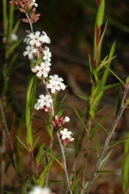 APII jpeg image of Leucopogon virgatus  © contact APII