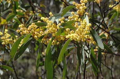 APII jpeg image of Acacia obliquinervia  © contact APII