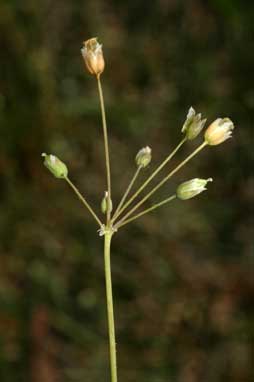 APII jpeg image of Holosteum umbellatum  © contact APII