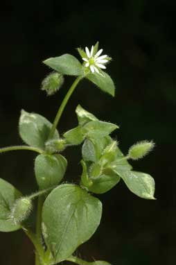 APII jpeg image of Stellaria media  © contact APII