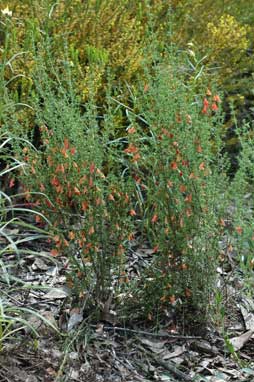 APII jpeg image of Prostanthera aspalathoides  © contact APII