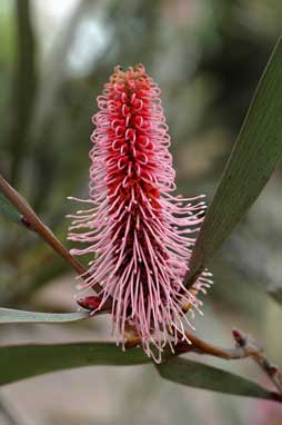 APII jpeg image of Hakea francisiana  © contact APII